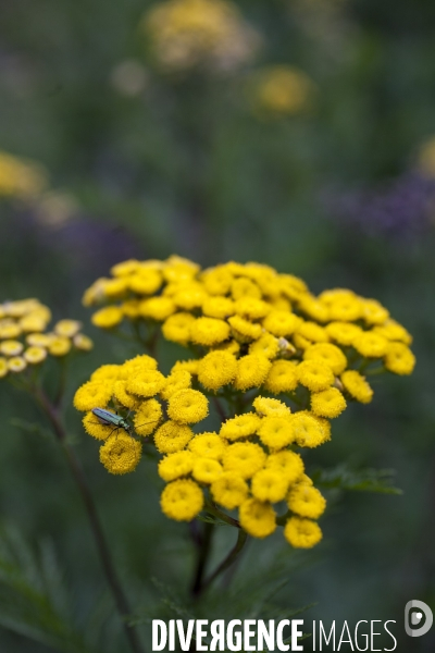 Tanacetum vulgare