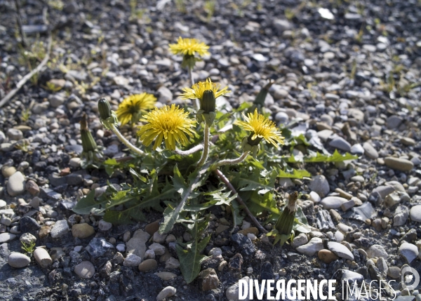 Taraxacum ruderalia