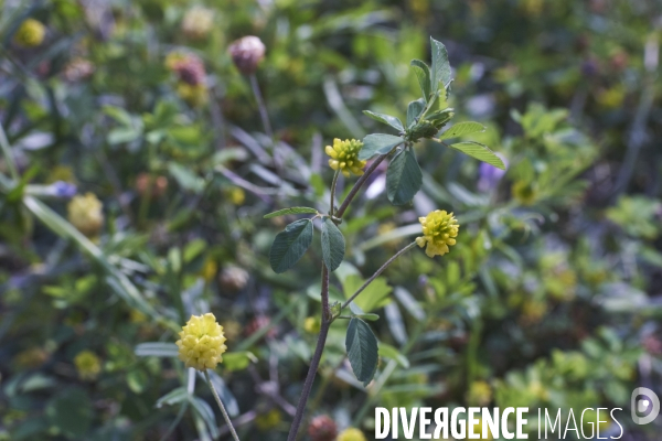 Trifolium campestre