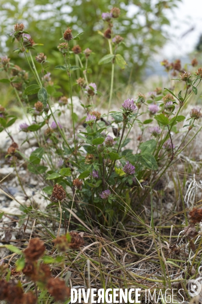 Trifolium pratense