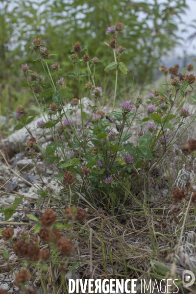 Trifolium pratense