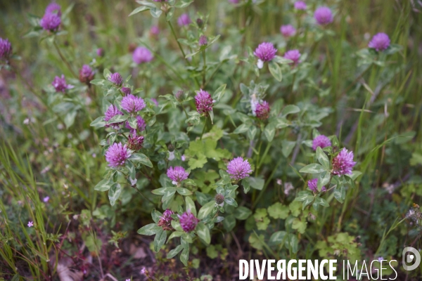 Trifolium pratense