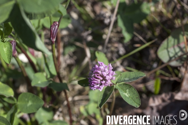 Trifolium pratense