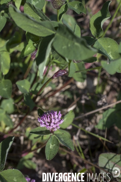 Trifolium pratense