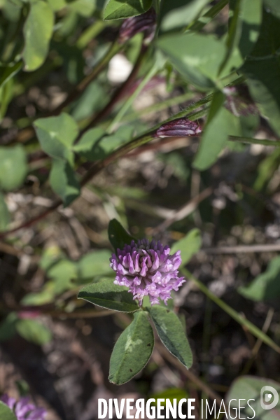 Trifolium pratense