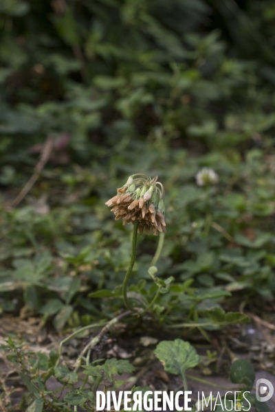 Trifolium repens