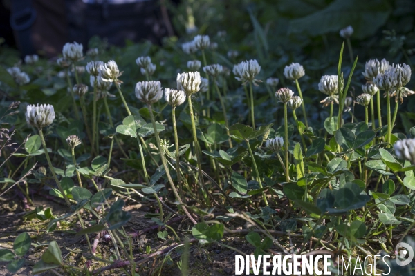 Trifolium repens