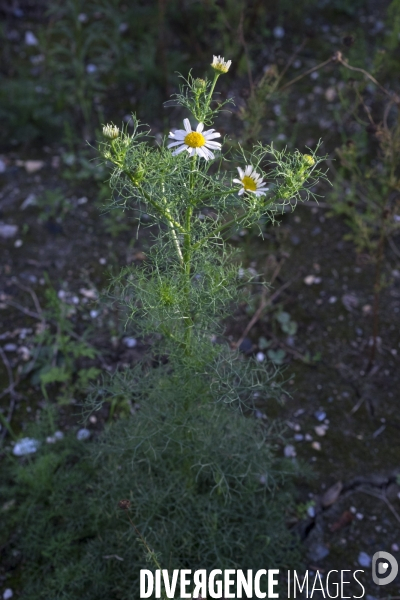 Tripleurospermum inodorum