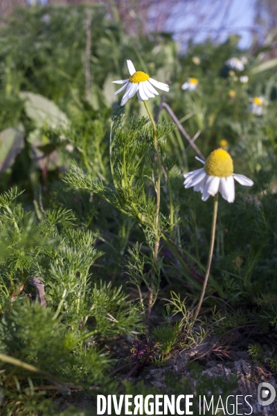 Tripleurospermum inodorum