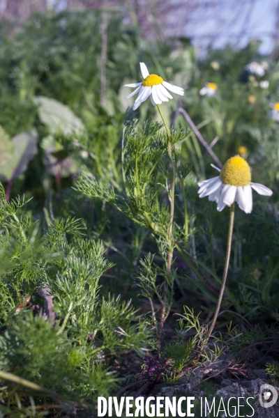 Tripleurospermum inodorum