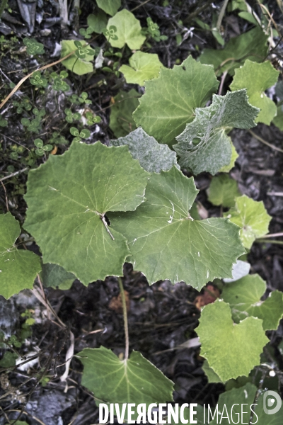 Tussilago farfara