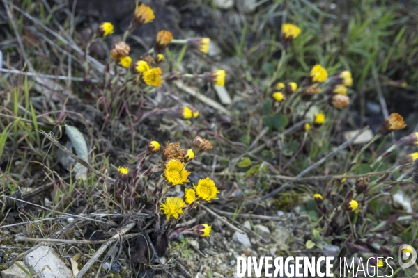 Tussilago farfara