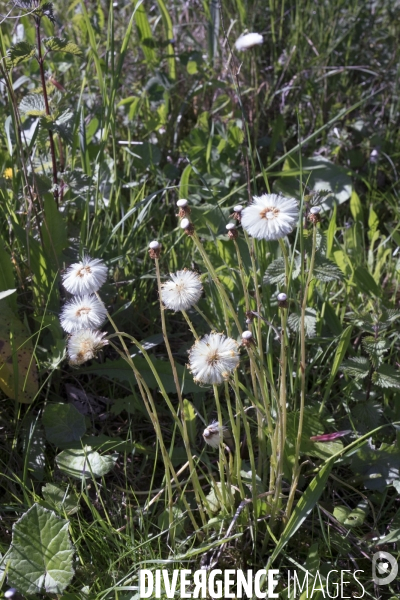 Tussilago farfara