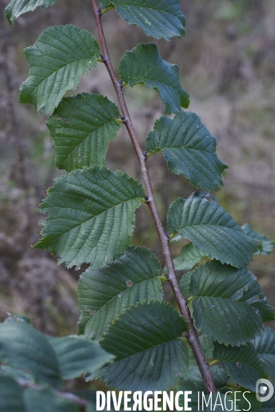 Ulmus minor