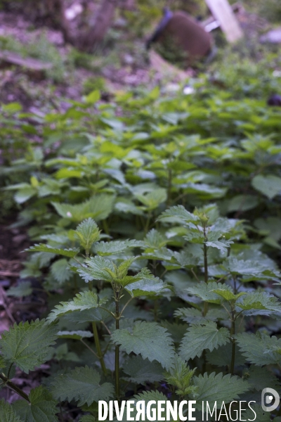 Urtica dioica