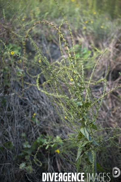 Verbascum nigrum