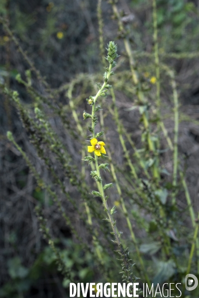 Verbascum nigrum