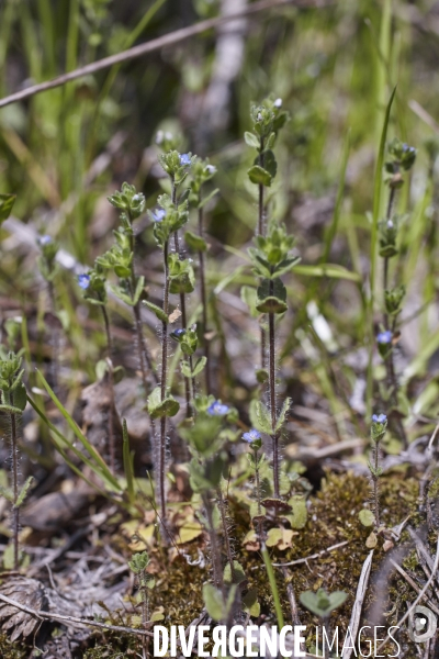 Veronica arvensis