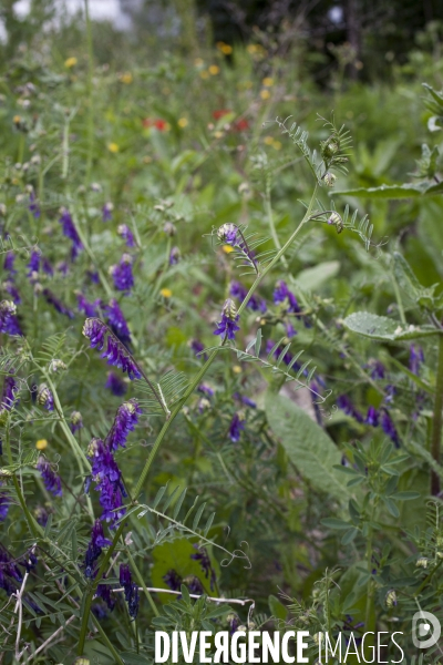 Vicia cracca