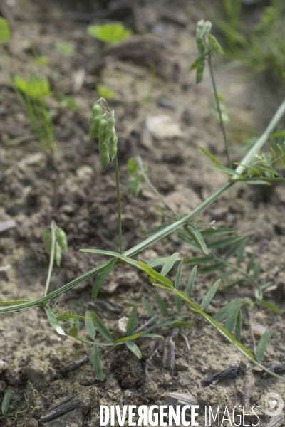 Vicia hirsuta