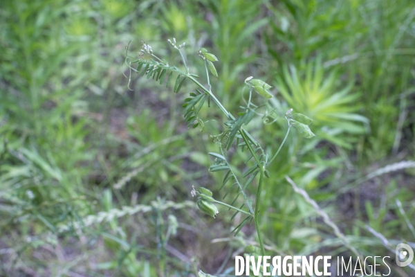 Vicia hirsuta