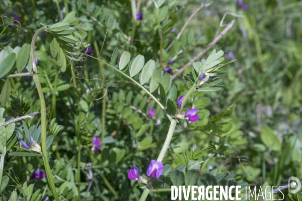 Vicia segetalis