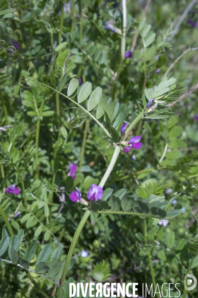 Vicia segetalis