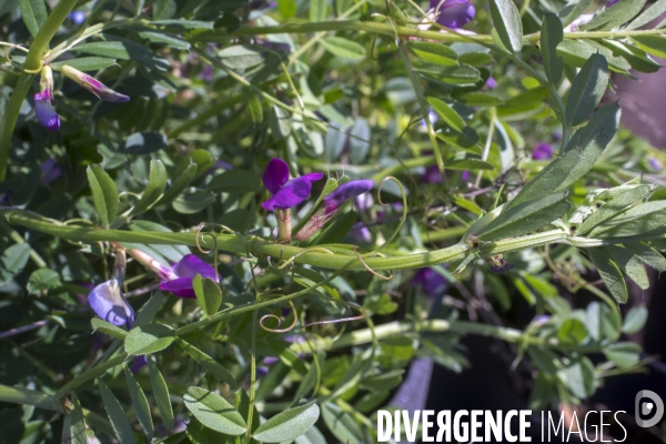 Vicia segetalis