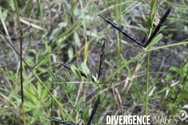 Vicia segetalis