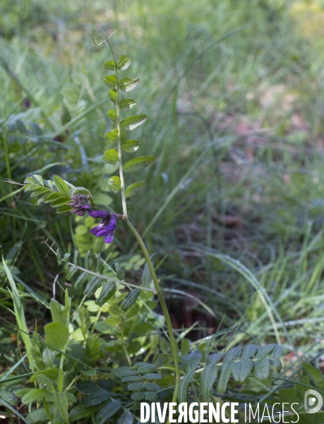 Vicia sepium