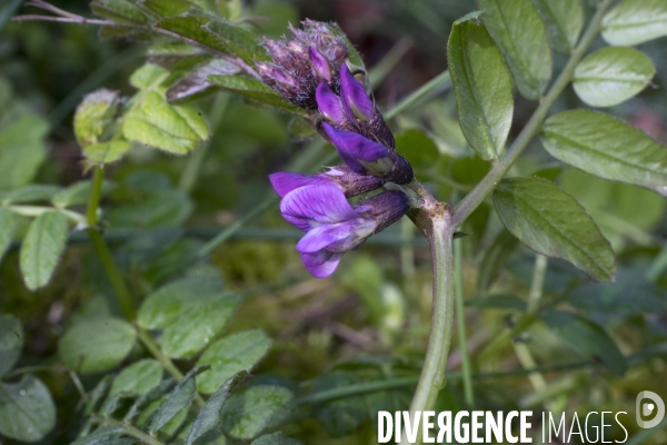 Vicia sepium