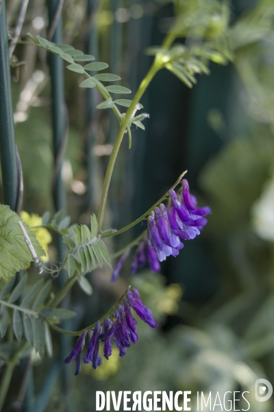 Vicia villosa