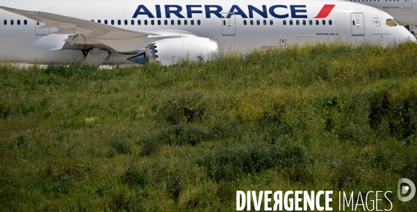 Avions d air france cloués au sol pendant l épidémie de coronavirus