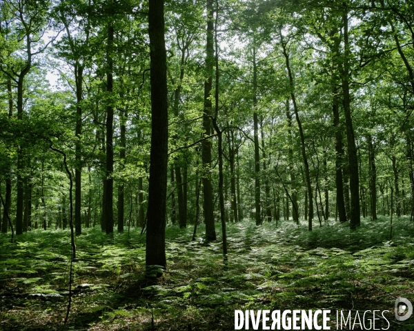 Les Vieilles Ventes, premiers jours à la campagne après le déconfinement.