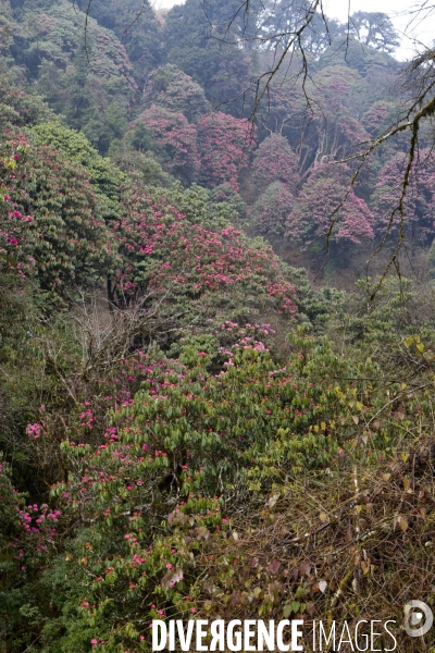 Nepal