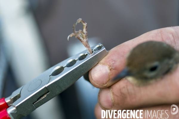 Programme STOC de comptage des oiseaux