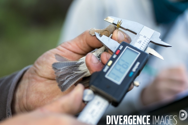 Programme STOC de comptage des oiseaux