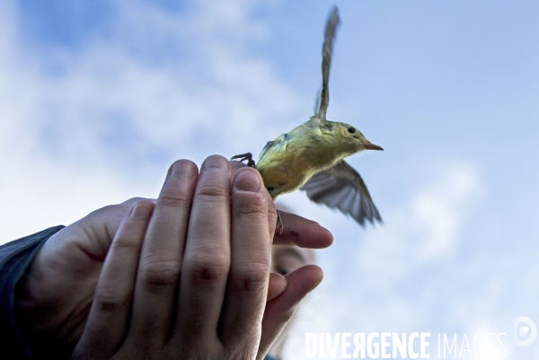 Programme STOC de comptage des oiseaux