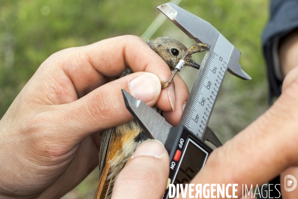 Programme STOC de comptage des oiseaux