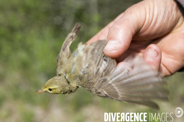 Programme STOC de comptage des oiseaux