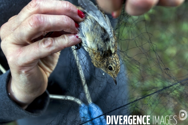 Programme STOC de comptage des oiseaux