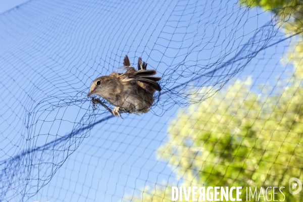 Programme STOC de comptage des oiseaux