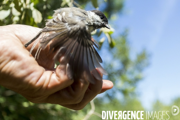 Programme STOC de comptage des oiseaux