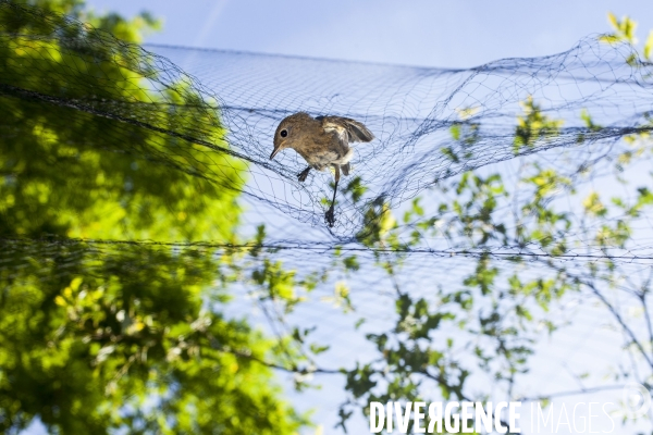 Programme STOC de comptage des oiseaux