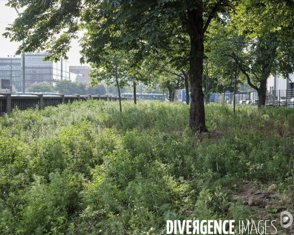 Développement d une flore sauvage en lieu et place du camp de réfugiés