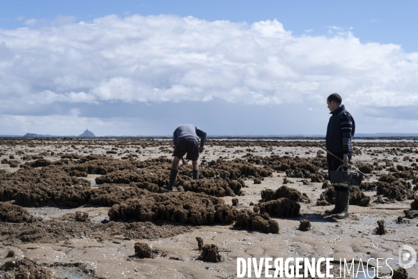 Les pêcheurs à pied de retour sur les plages de Normandie