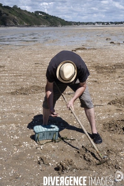 Les pêcheurs à pied de retour sur les plages de Normandie