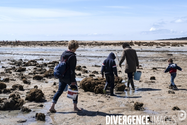 Les pêcheurs à pied de retour sur les plages de Normandie