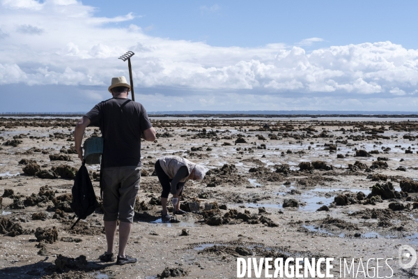 Les pêcheurs à pied de retour sur les plages de Normandie