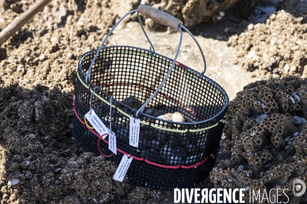 Les pêcheurs à pied de retour sur les plages de Normandie